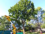 Tree Removal Valparaiso, IN
