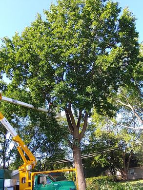 Tree Removal