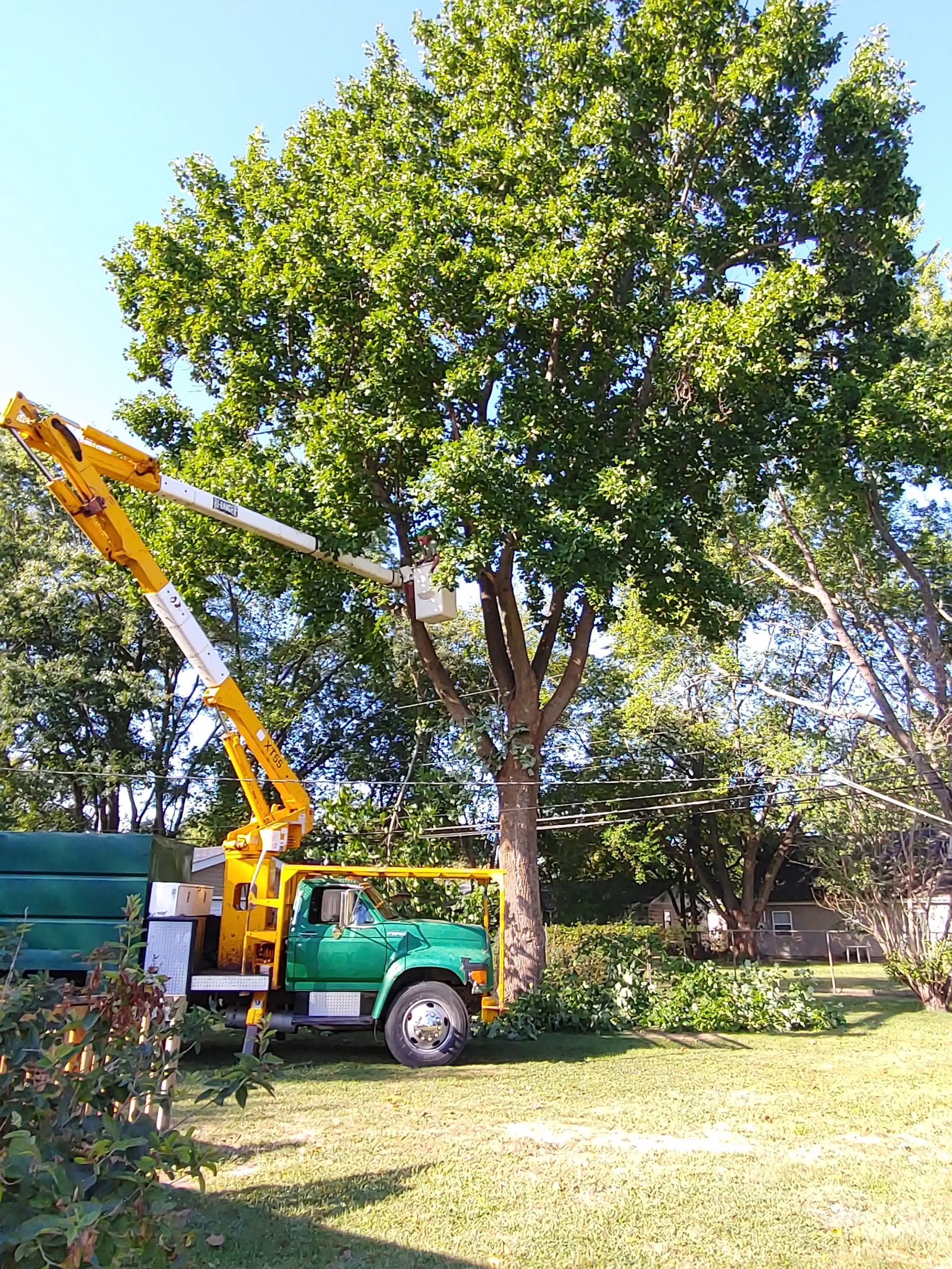 Professional Tree Removal in Valparaiso, Indiana
