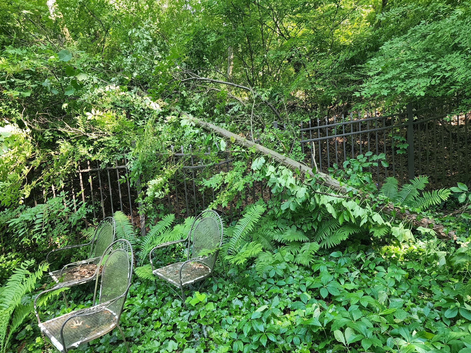 Tree Service NW Indiana