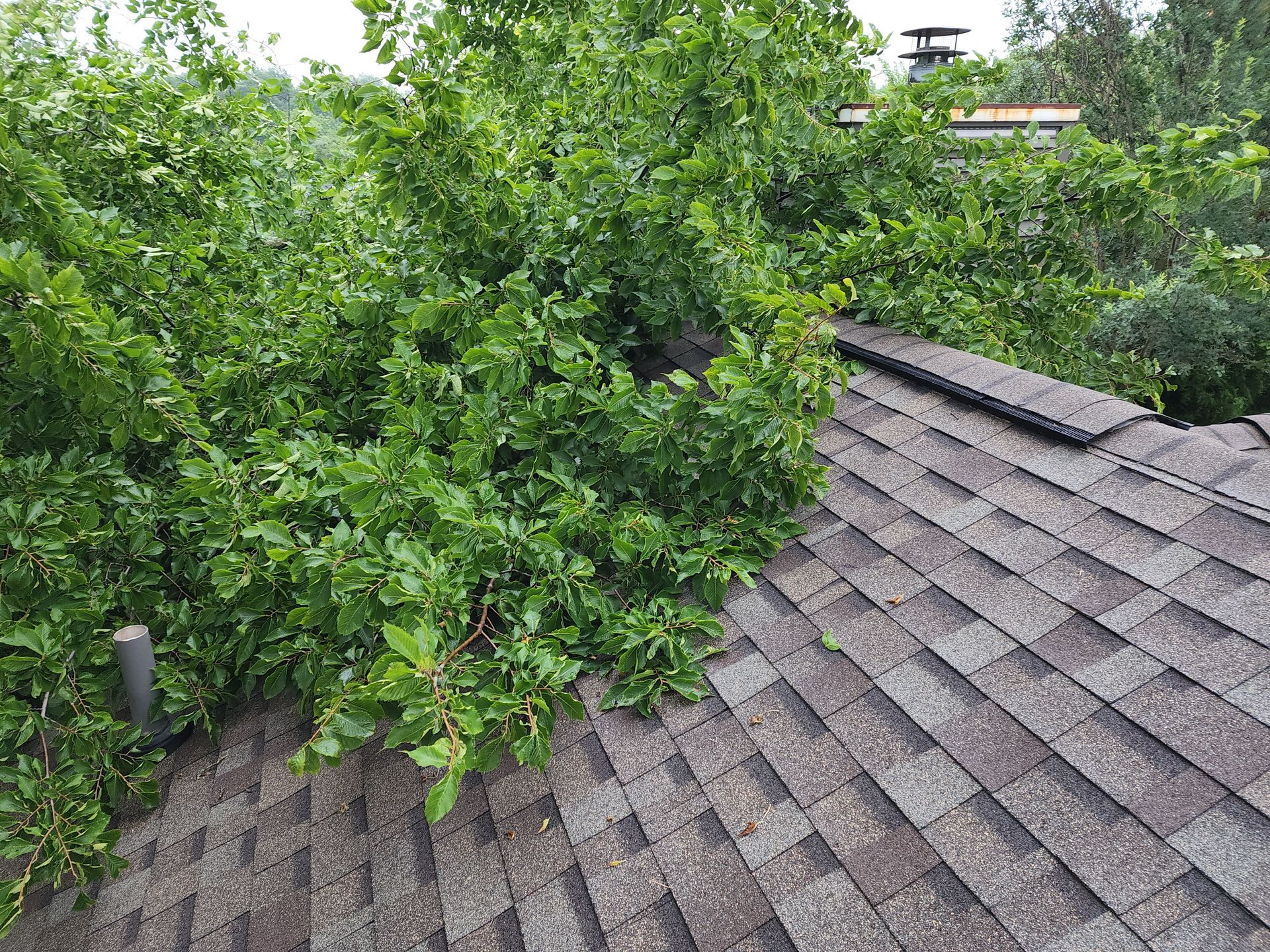 A tree has fallen on the roof of a house.