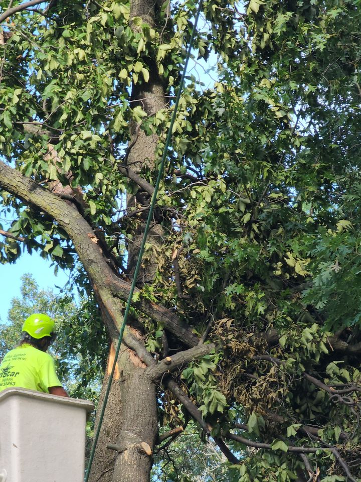 a man in a bucket is cutting a tree .