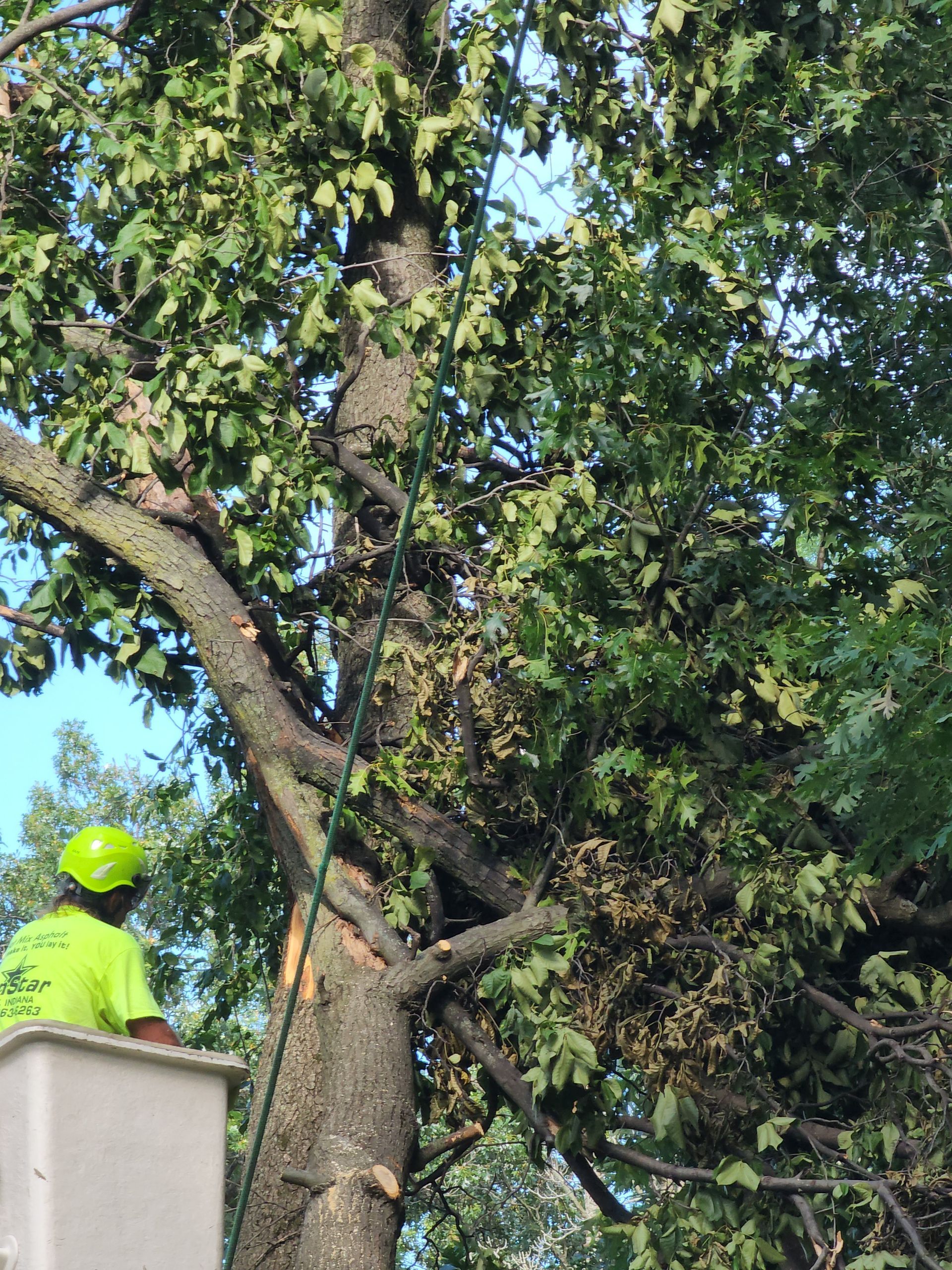 A man in a bucket is cutting a tree in Hobart, IN