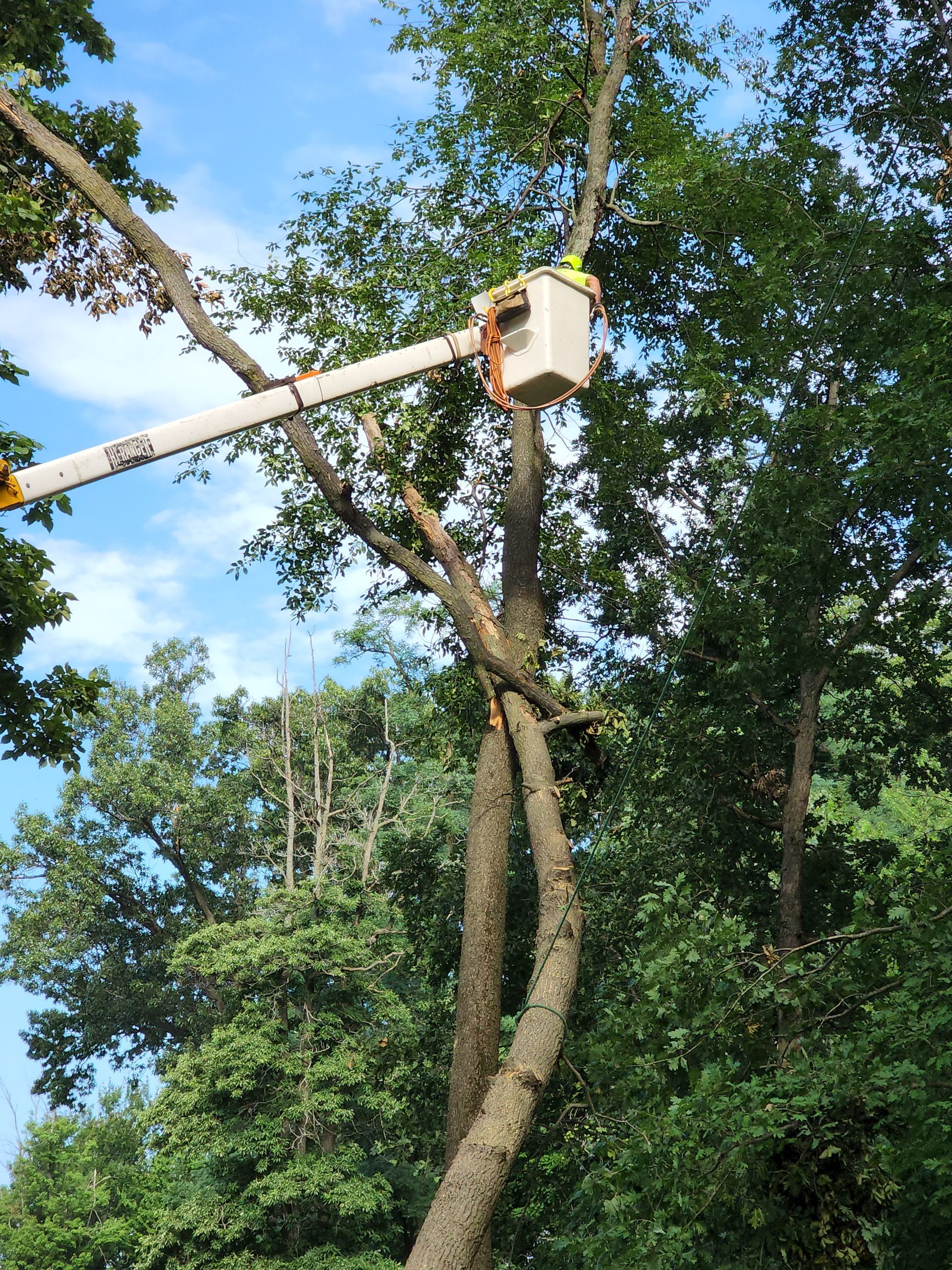A man in a bucket is cutting a tree.