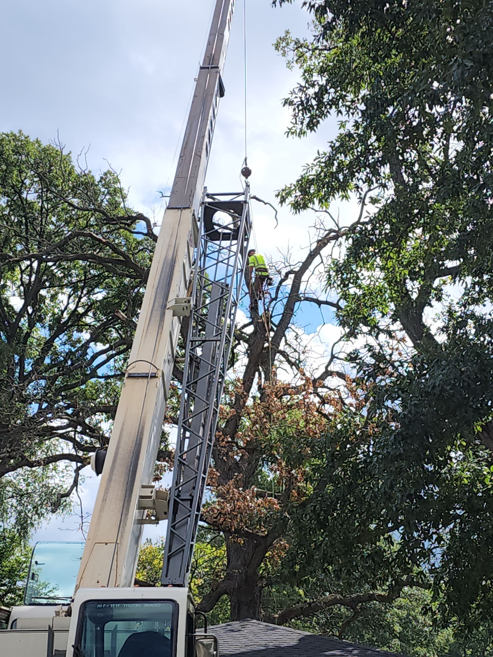 a crane is cutting a tree on a residential property in Odgen Dunes
