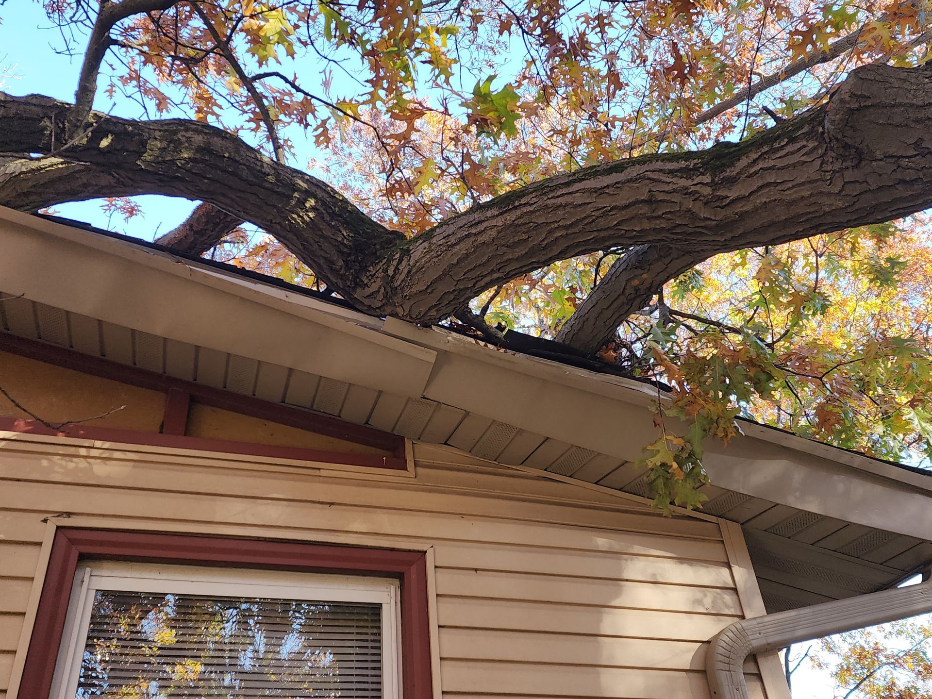 Emergency Tree Removall in Valparaiso, IN