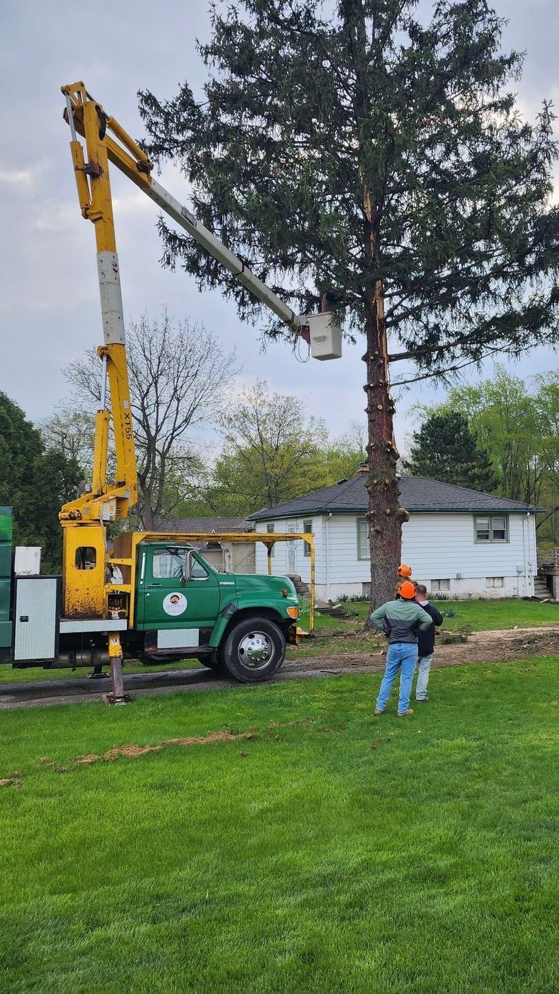 Tree Removal Near Me