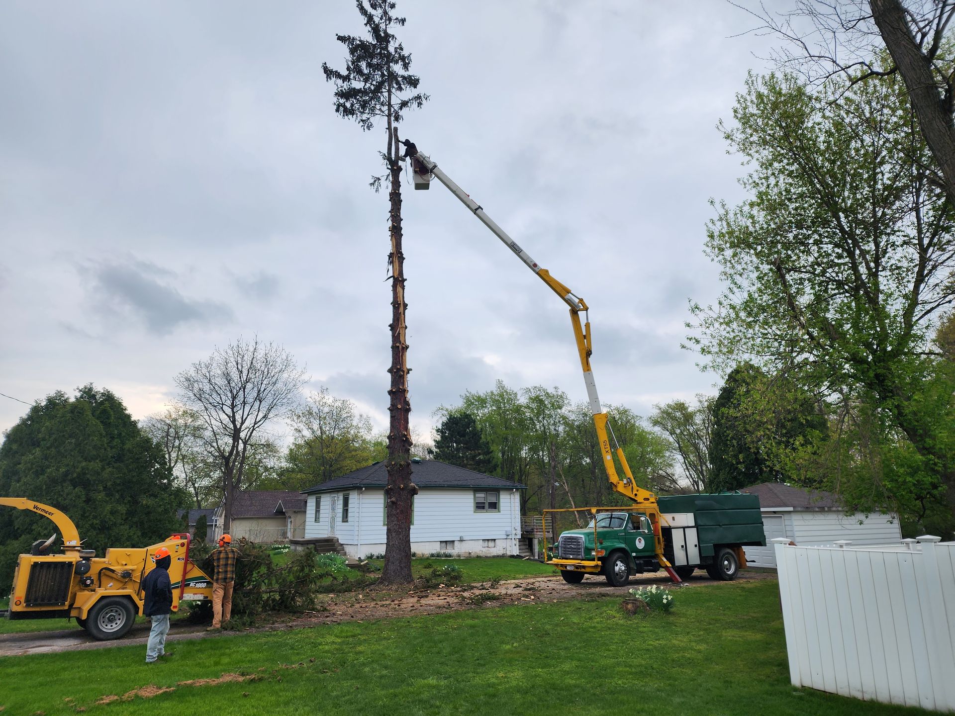 A large tree is being cut down by a crane.