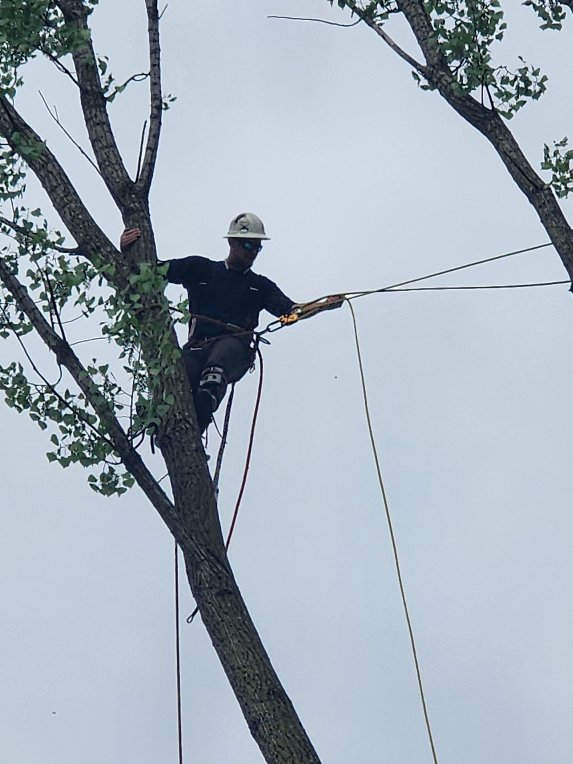 A man in a hard hat is removing tree limbs in Valparaiso, Indiana