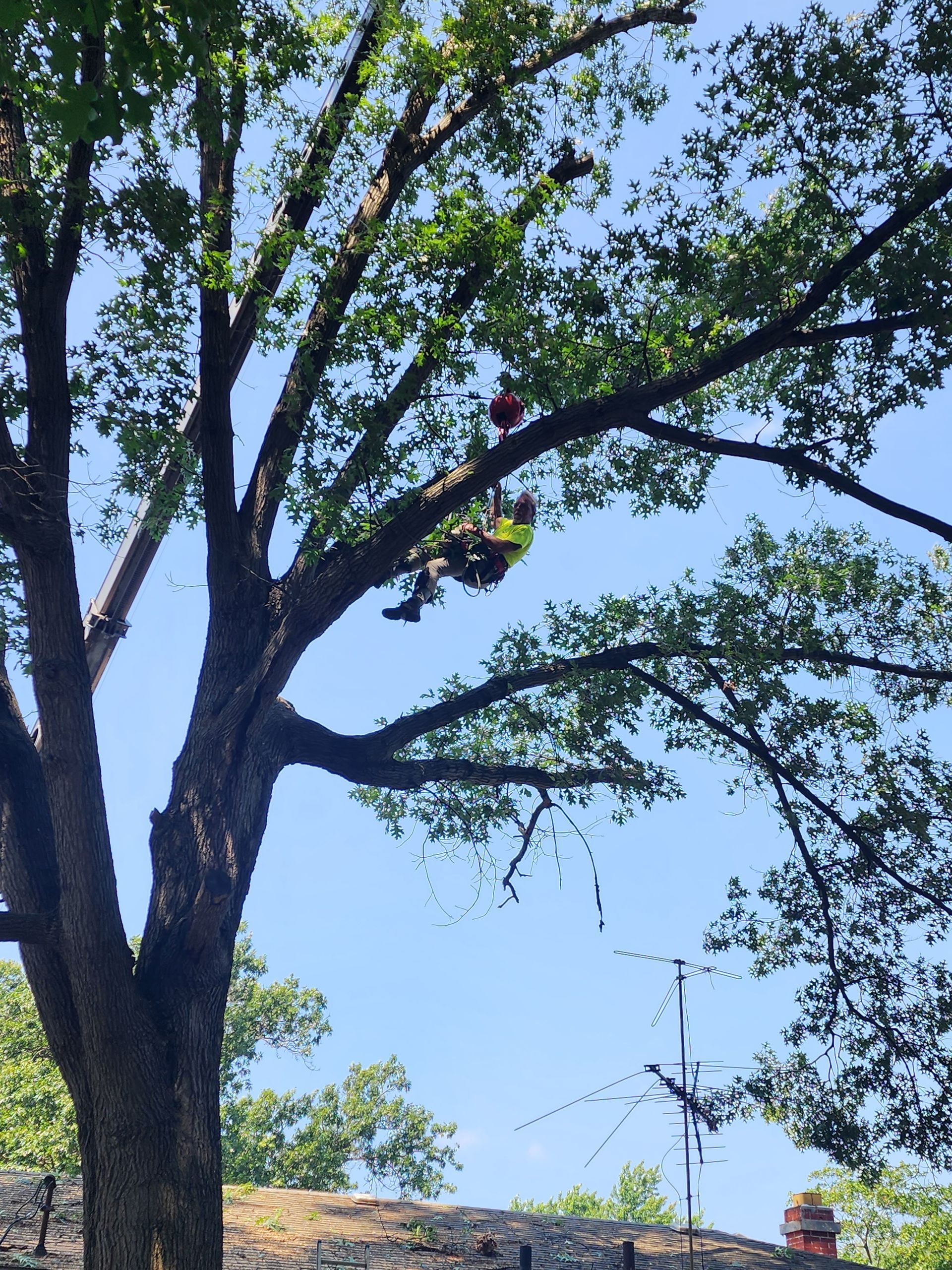 Tree Trimming Near Me