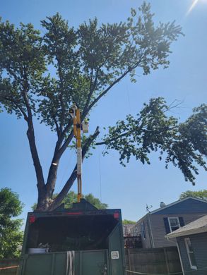 Tree Trimming