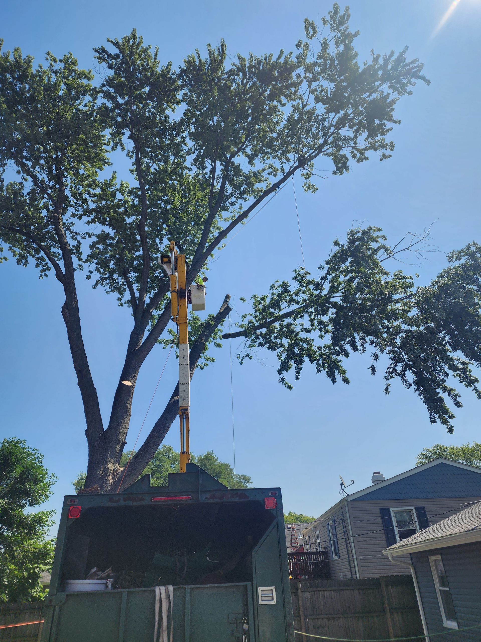 A tree stump grinder is cutting a tree in front of a house.