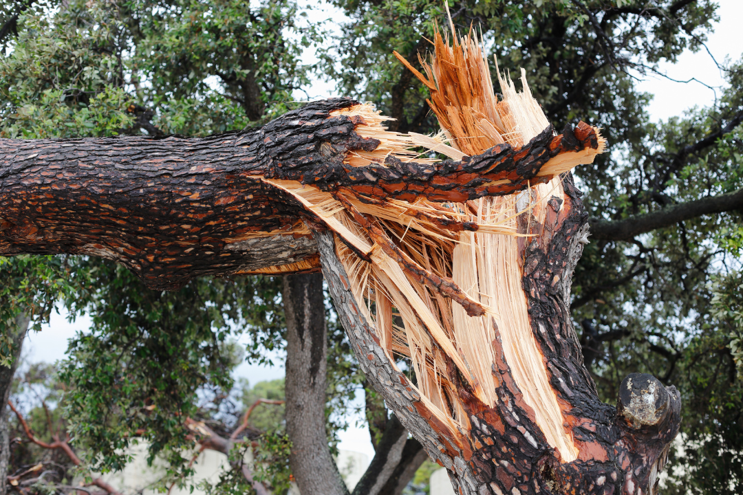 Fallen Tree