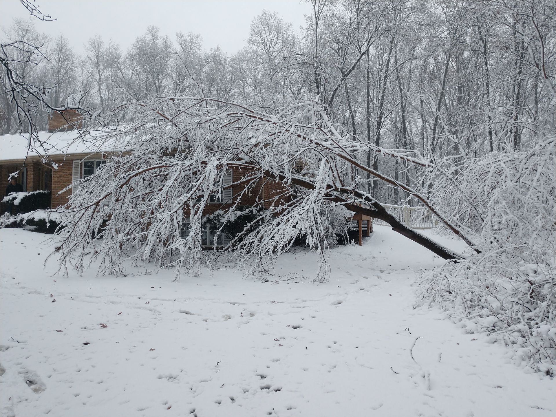 A tree that has fallen in the snow in front of a house