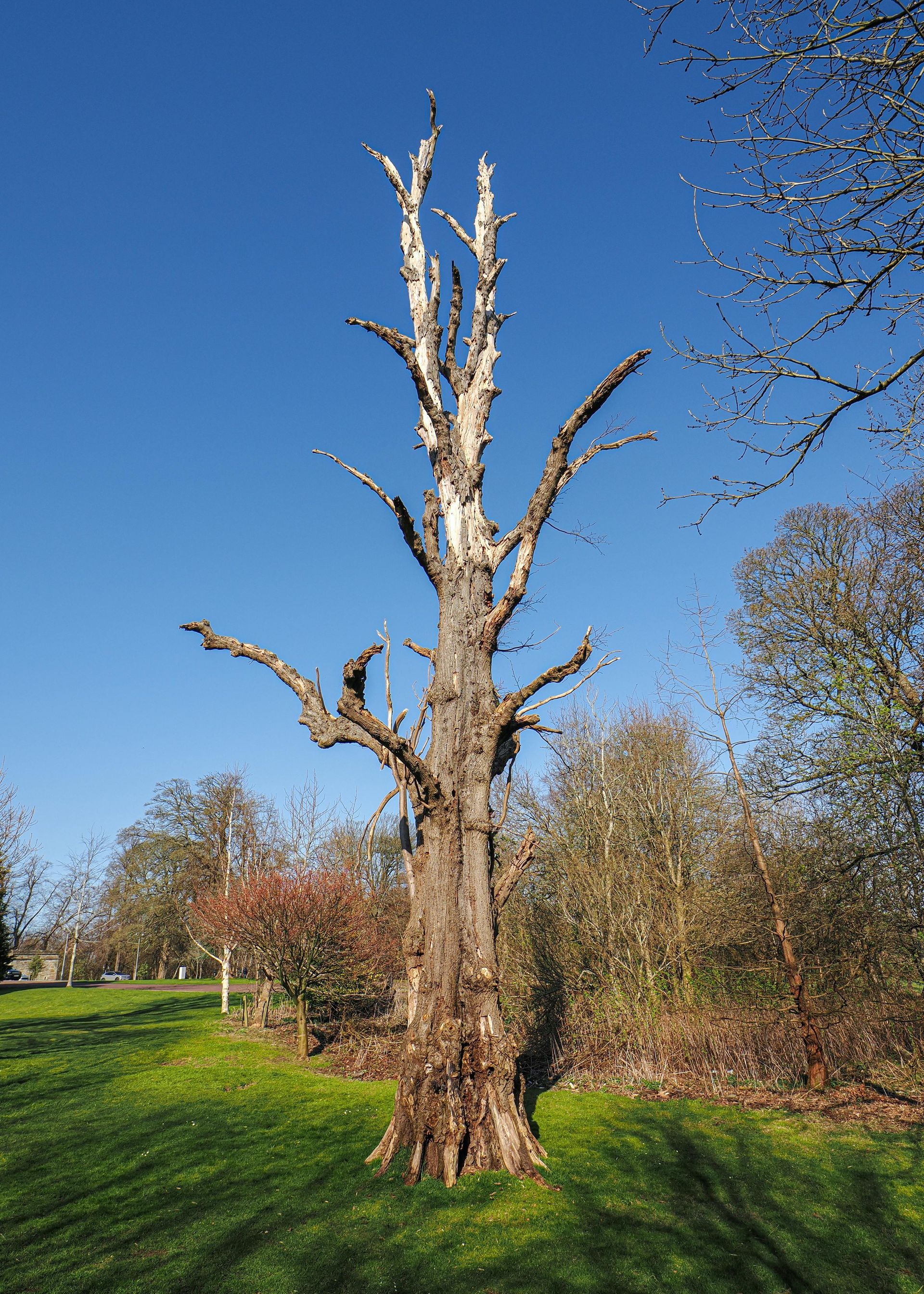 Dead, leafless tree trunk in a grassy field under a clear blue sky