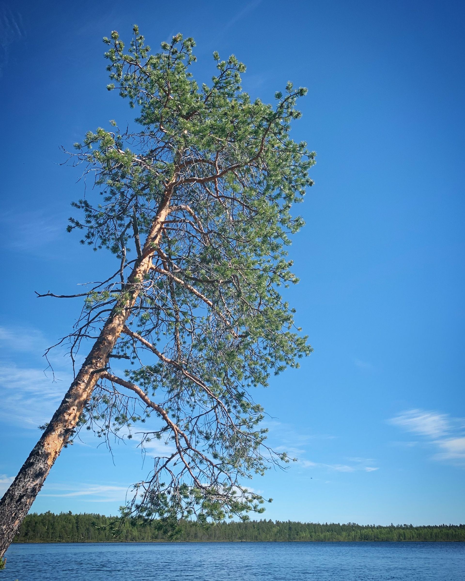 Tall pine tree leaning over a blue lake under a clear sky
