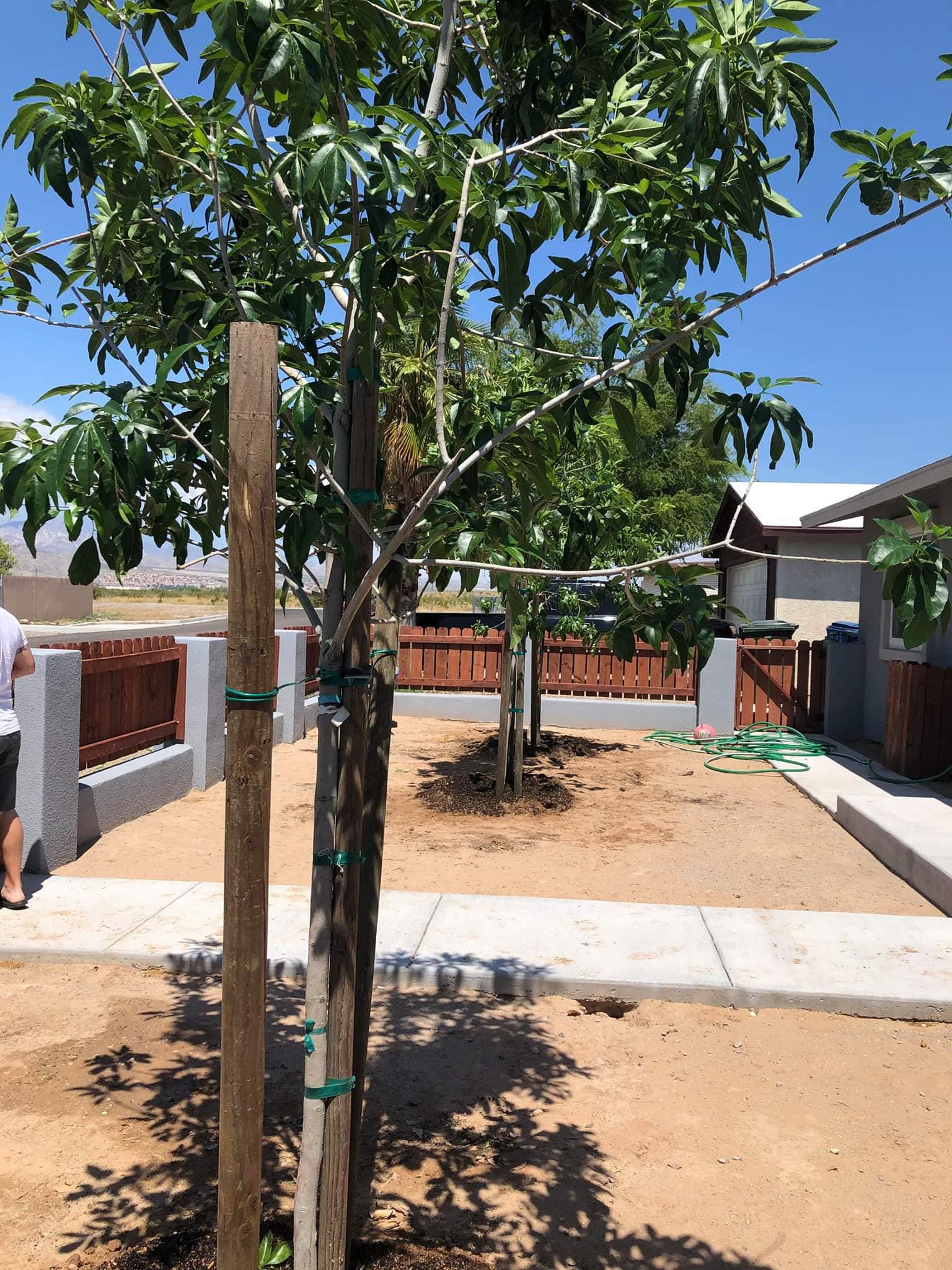 A man is standing next to a tree in a yard.