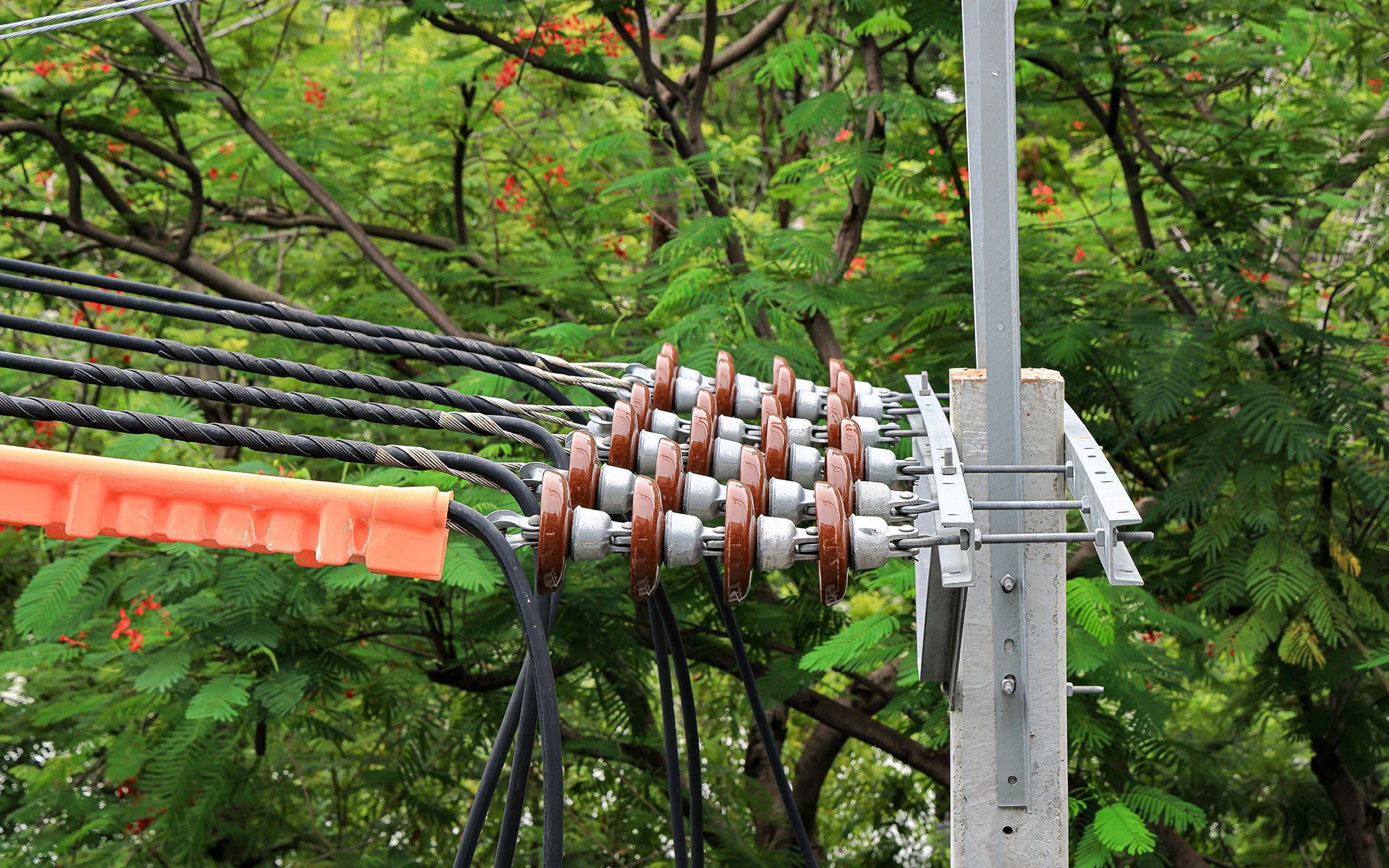 Power lines attached to a utility pole, with brown insulators, surrounded by green foliage.
