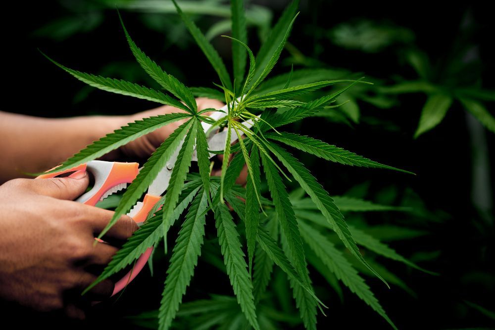 Hands trimming a cannabis plant with orange scissors. Green leaves are the focus against a dark background.