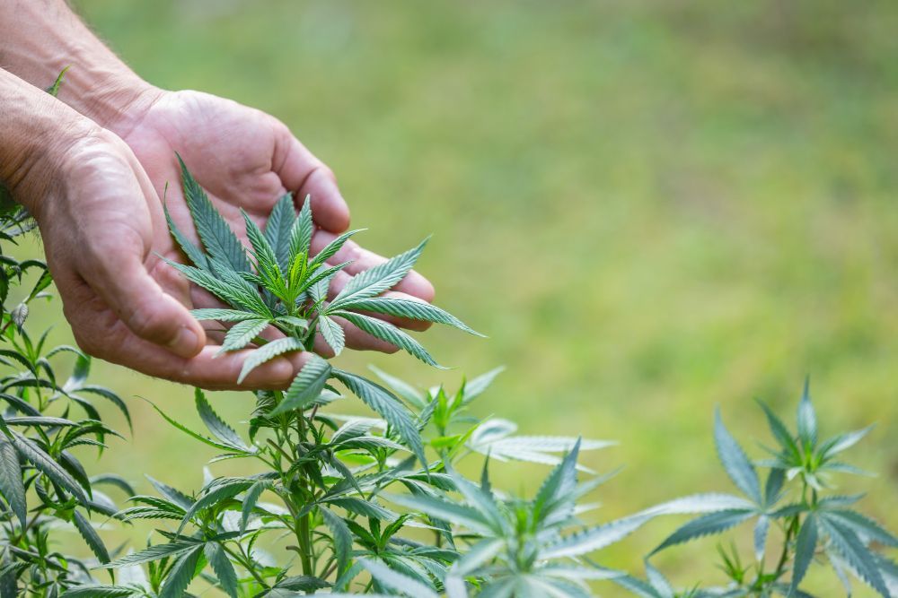 Hands holding a cannabis plant with green leaves. Outdoor setting, blurred green background.