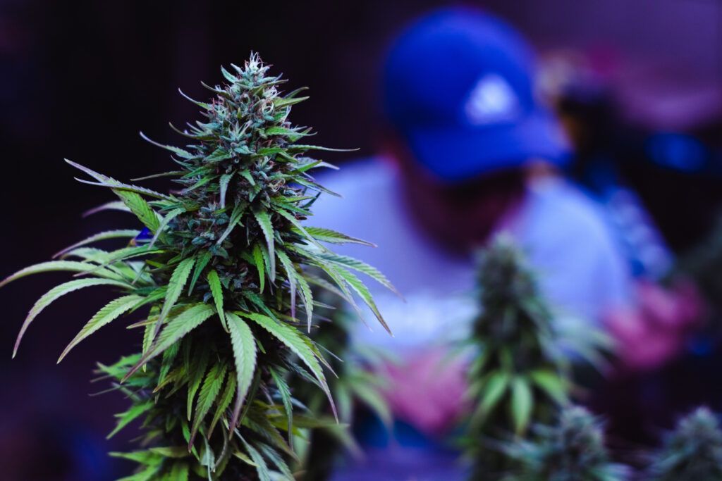 Close-up of a cannabis plant with a person in the background wearing a blue hat, tending to the plants.