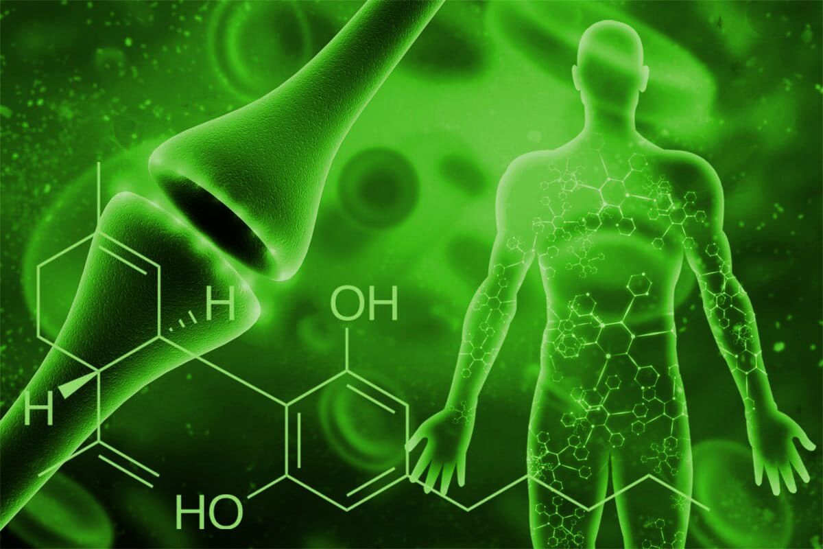 Human Body Endocannabinoid system 