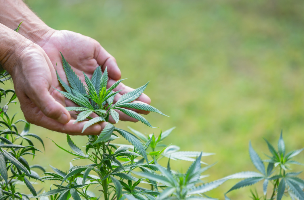 Two hands cradling the top of a small cannabis plant.