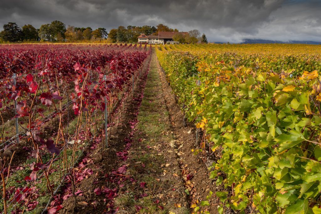 Vineyard with rows of grapevines in autumn colors, from red to yellow, with a building in the distance under a cloudy sky.
