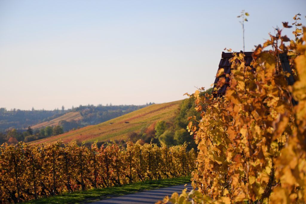 Vineyard in autumn; rows of golden grapevines with rolling hills and a pale blue sky in the background.