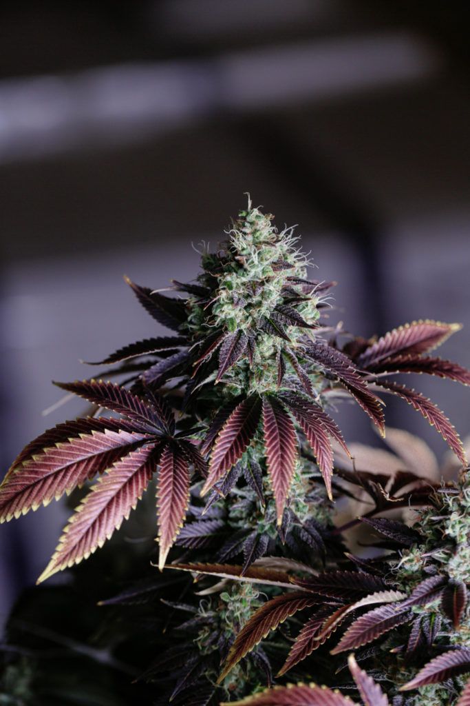 Cannabis plant with purple-edged leaves and a dense, green bud, set against a blurred, dark background.