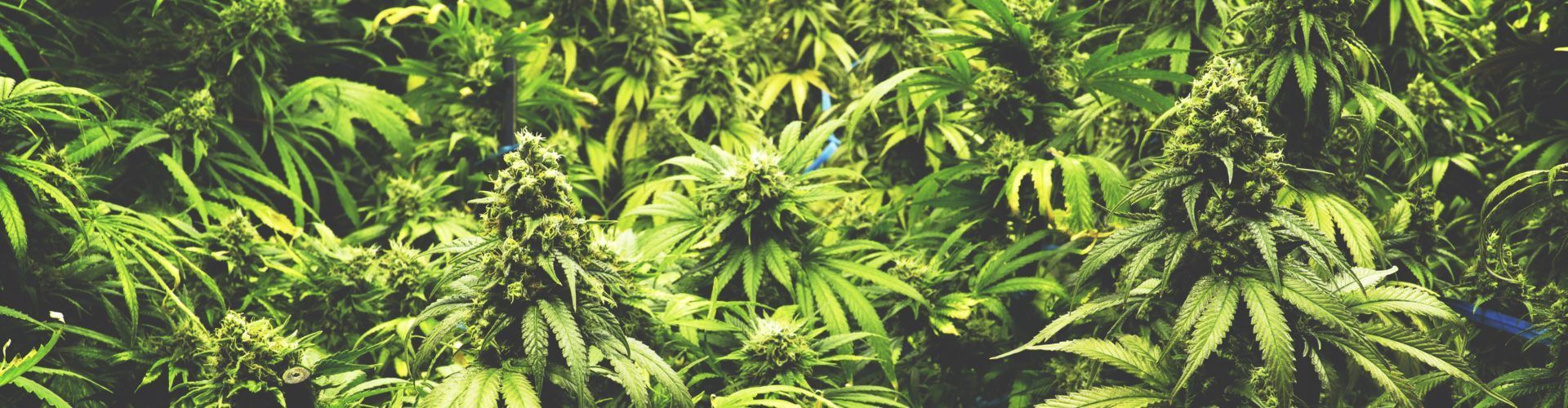 Green cannabis plants, densely packed, with visible buds.