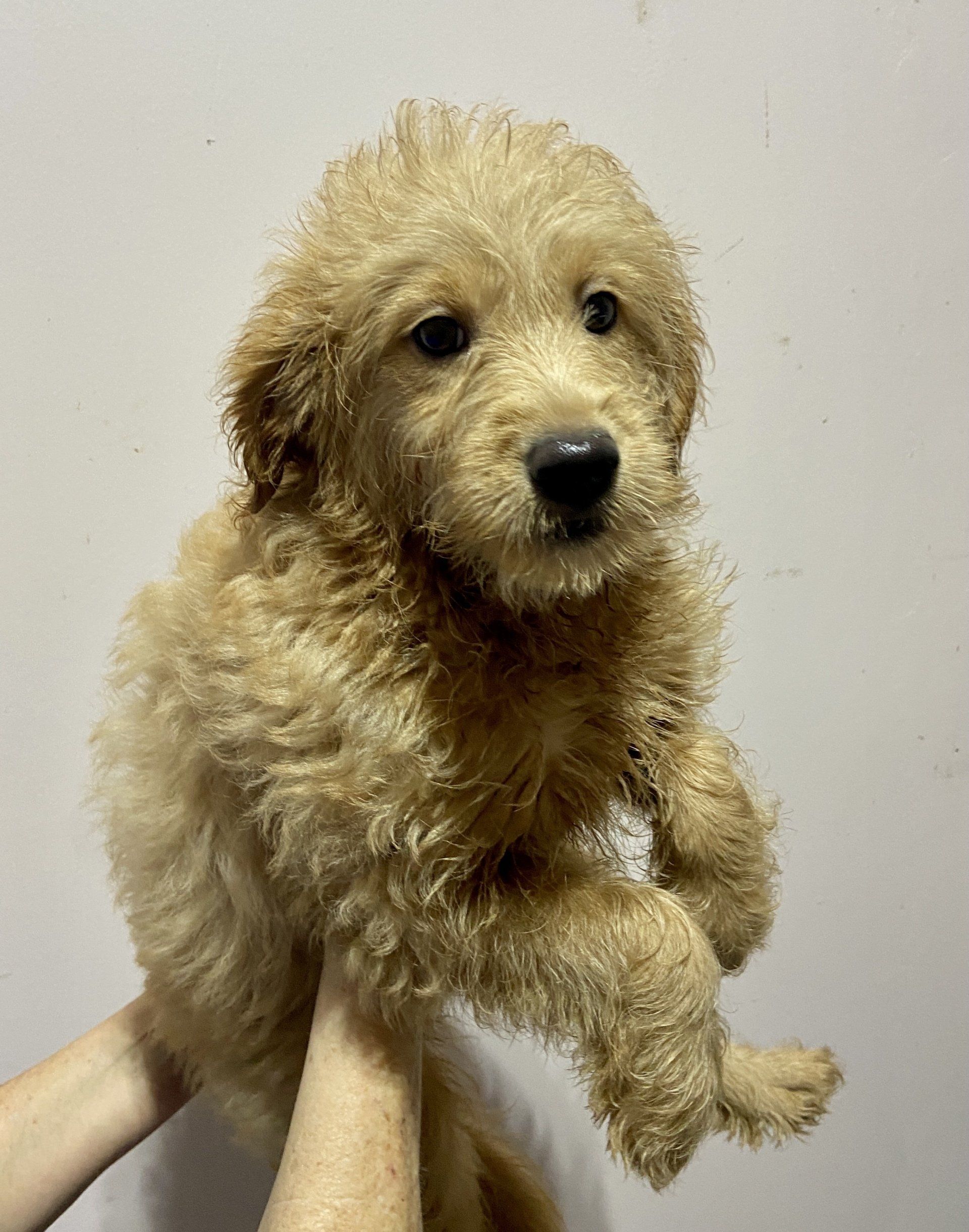 Buy a Puppy | Fort Myers, FL | Lil Rascals Puppies