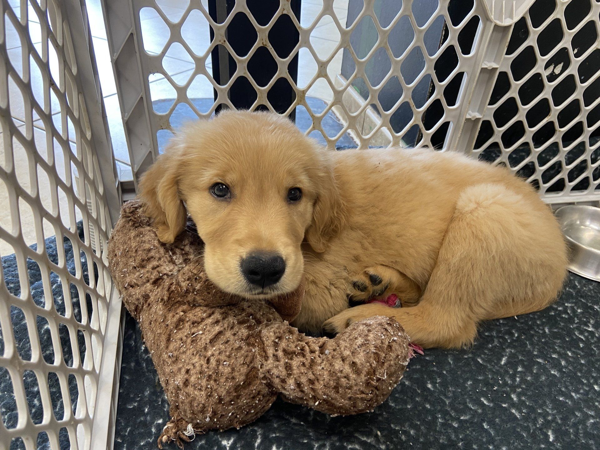 Buy a Puppy | Fort Myers, FL | Lil Rascals Puppies