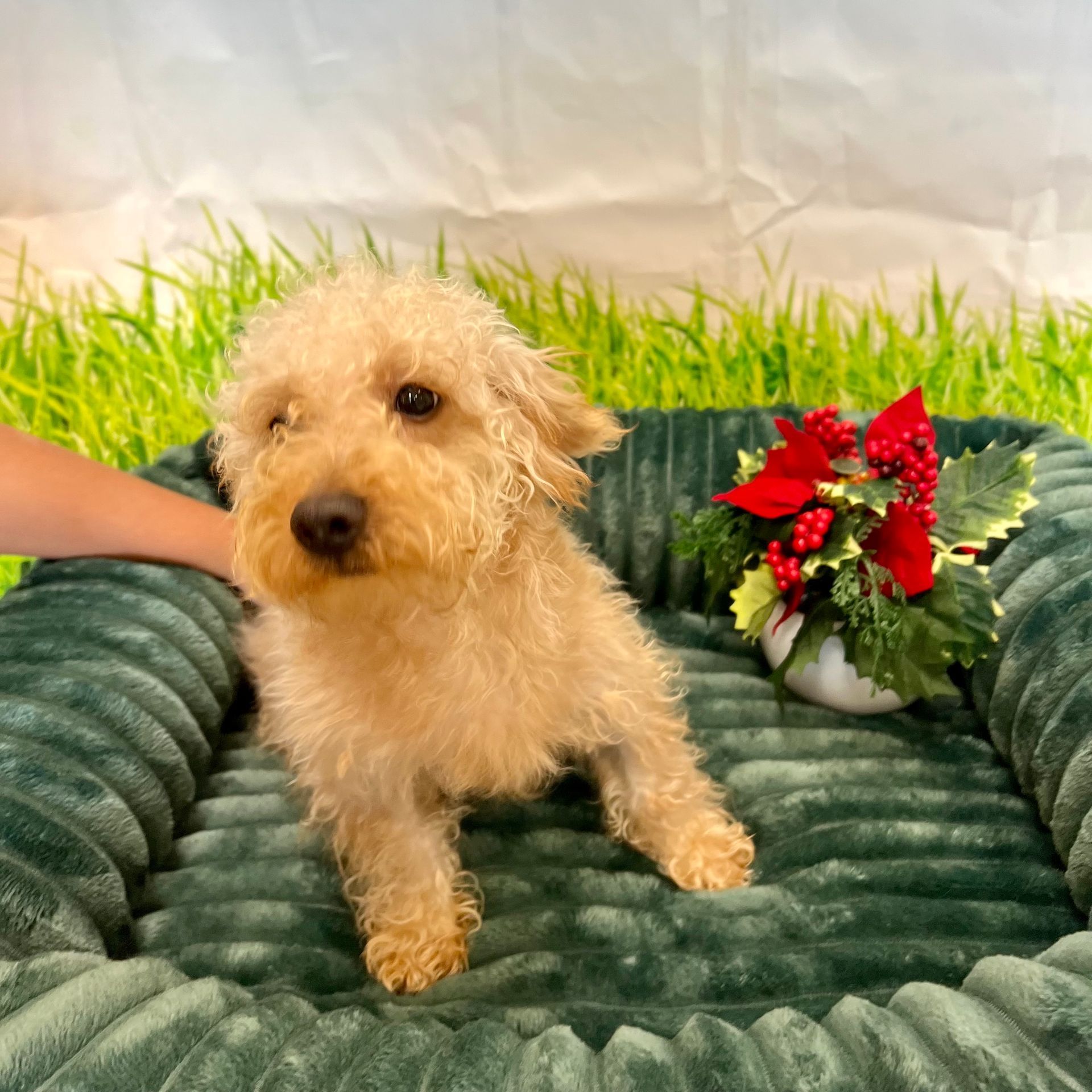 Buy a Puppy Fort Myers, FL Lil Rascals Puppies