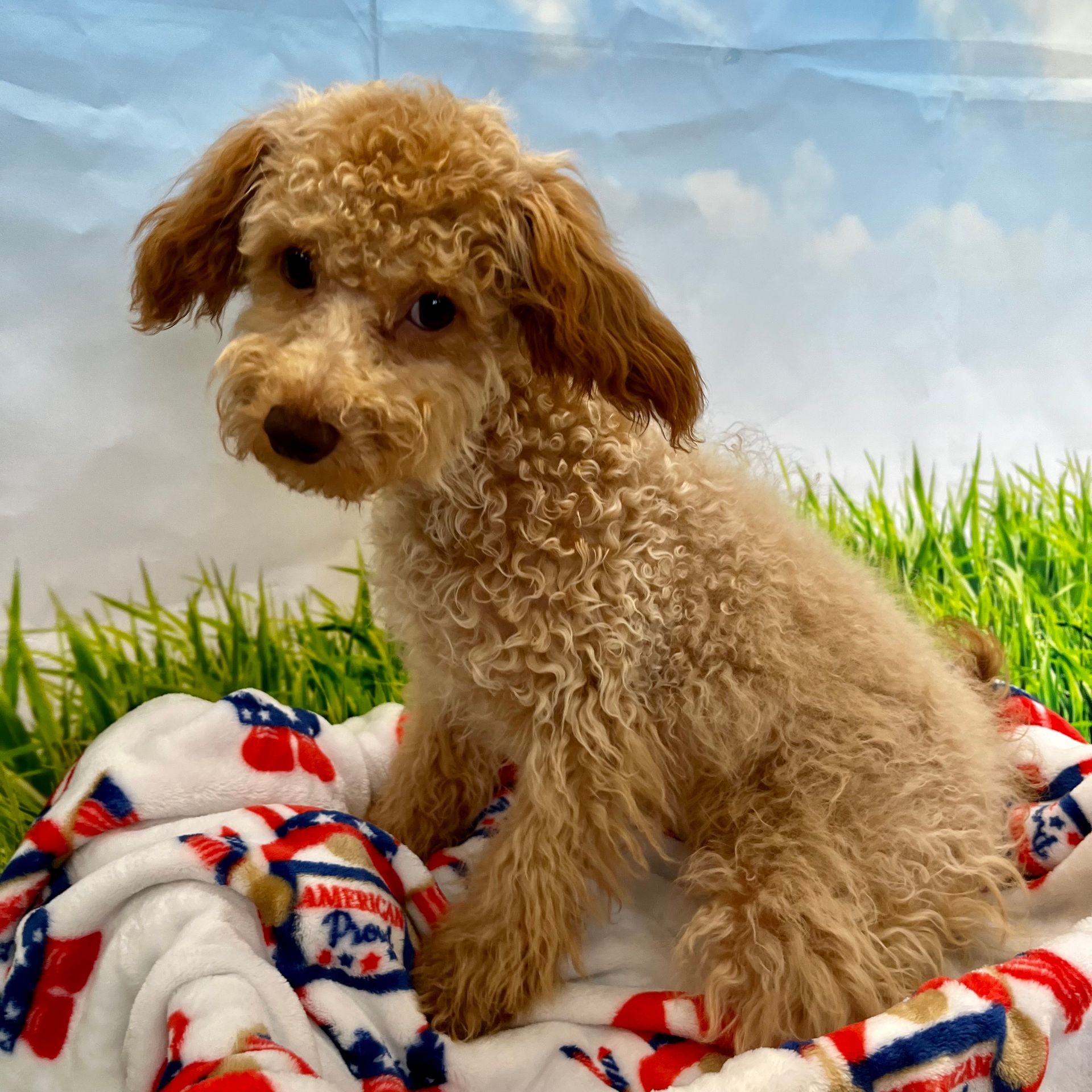 Buy a Puppy | Fort Myers, FL | Lil Rascals Puppies