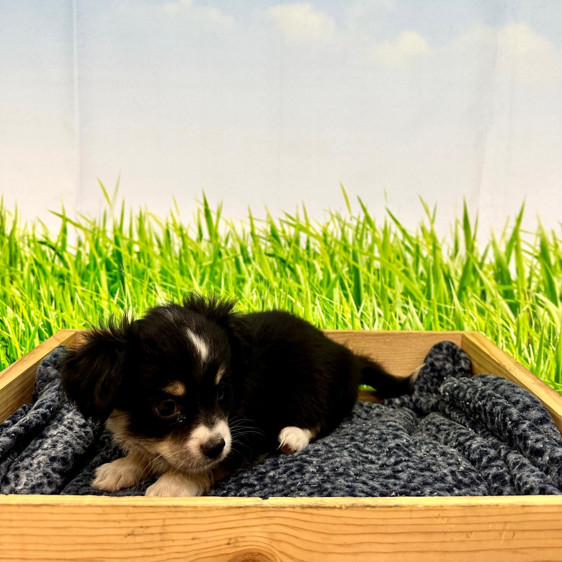 Buy a Puppy | Fort Myers, FL | Lil Rascals Puppies