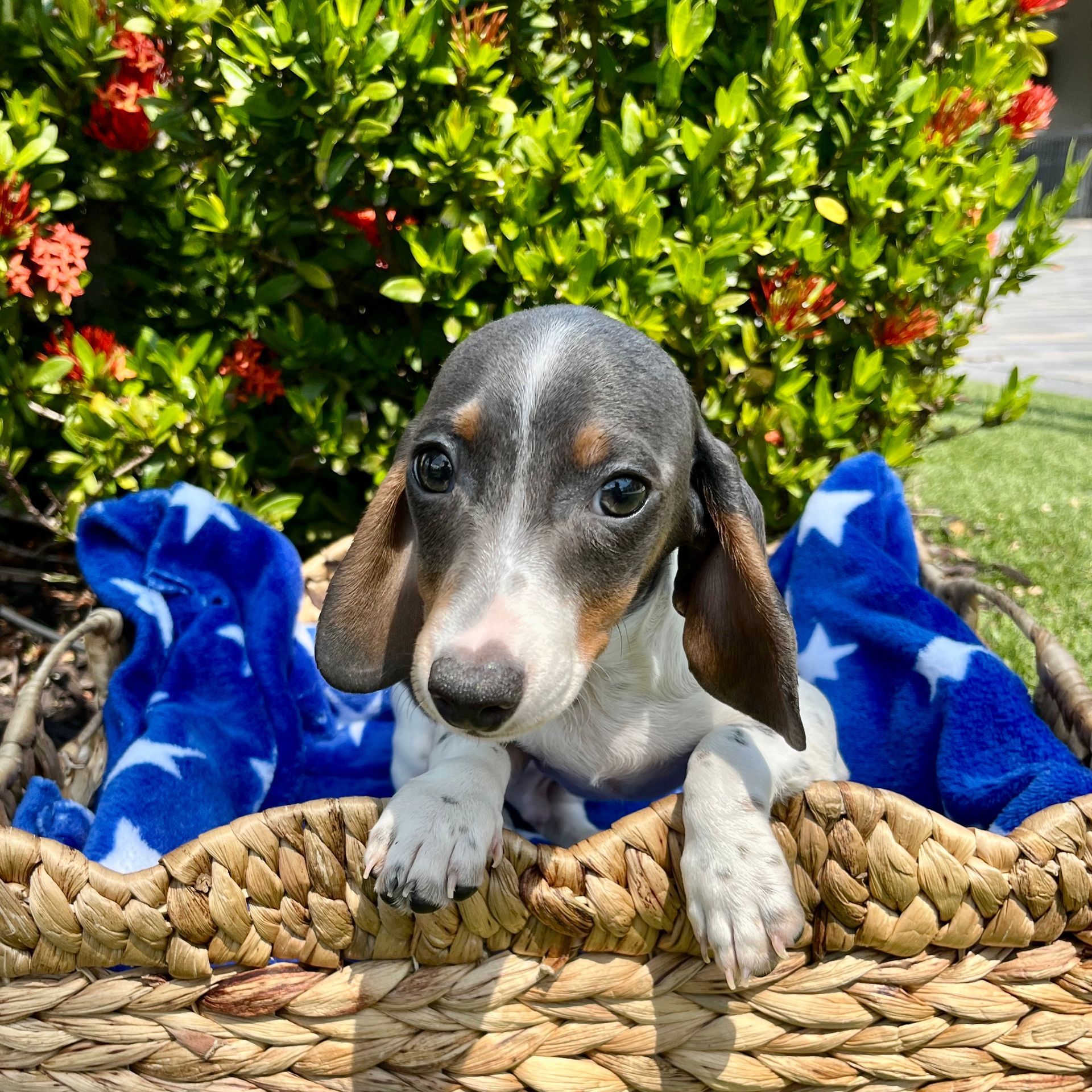 Buy a Puppy | Fort Myers, FL | Lil Rascals Puppies
