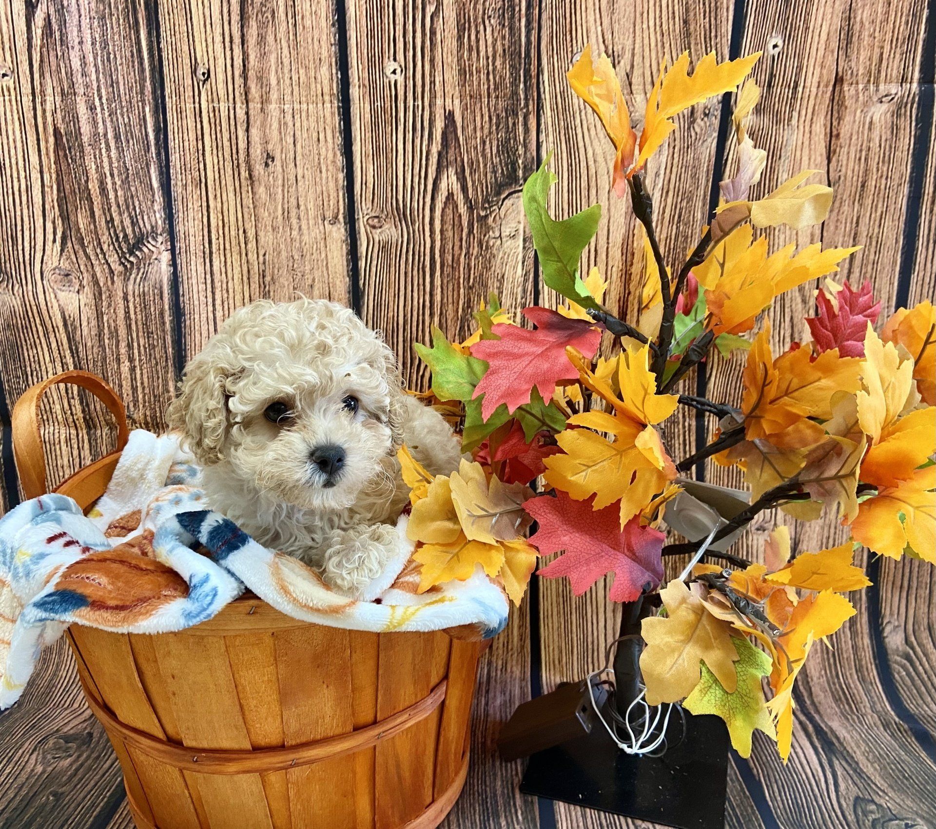 Buy a Puppy | Fort Myers, FL | Lil Rascals Puppies