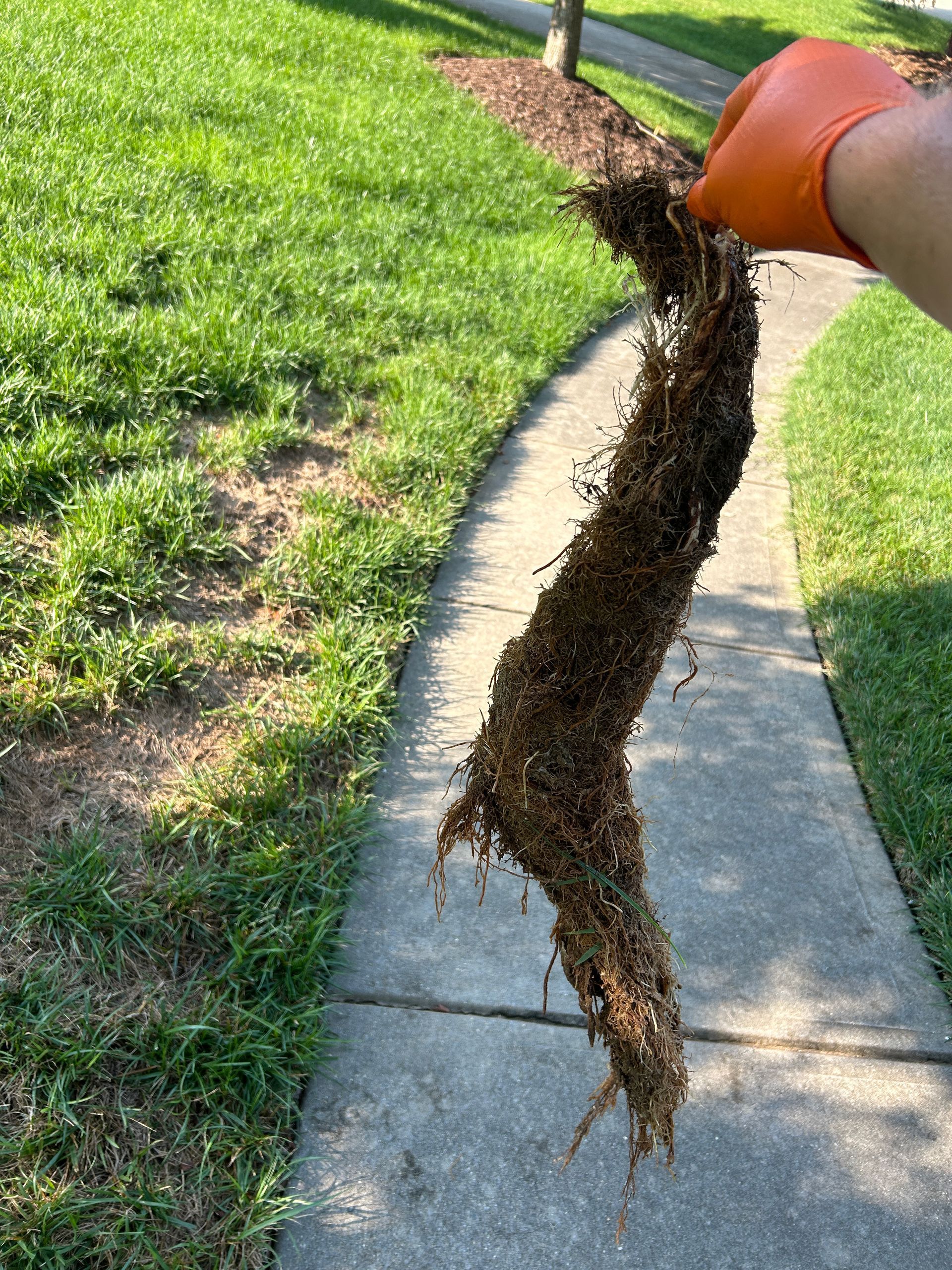 A person is holding a tree root on a sidewalk.