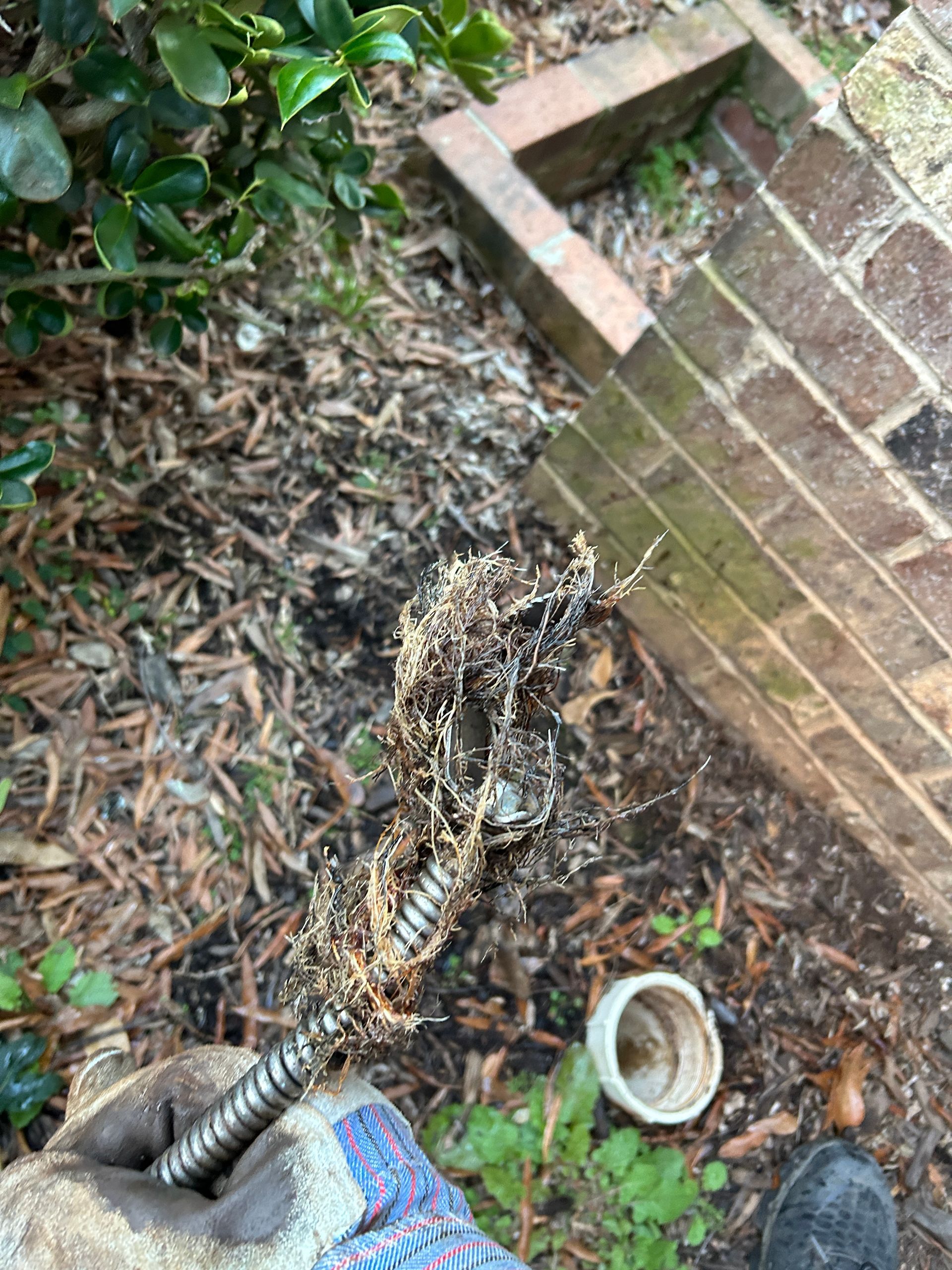 A person is cleaning a drain in a garden next to a brick wall.
