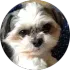 Small fluffy white-and-brown puppy with dark eyes, facing forward on a dark background.