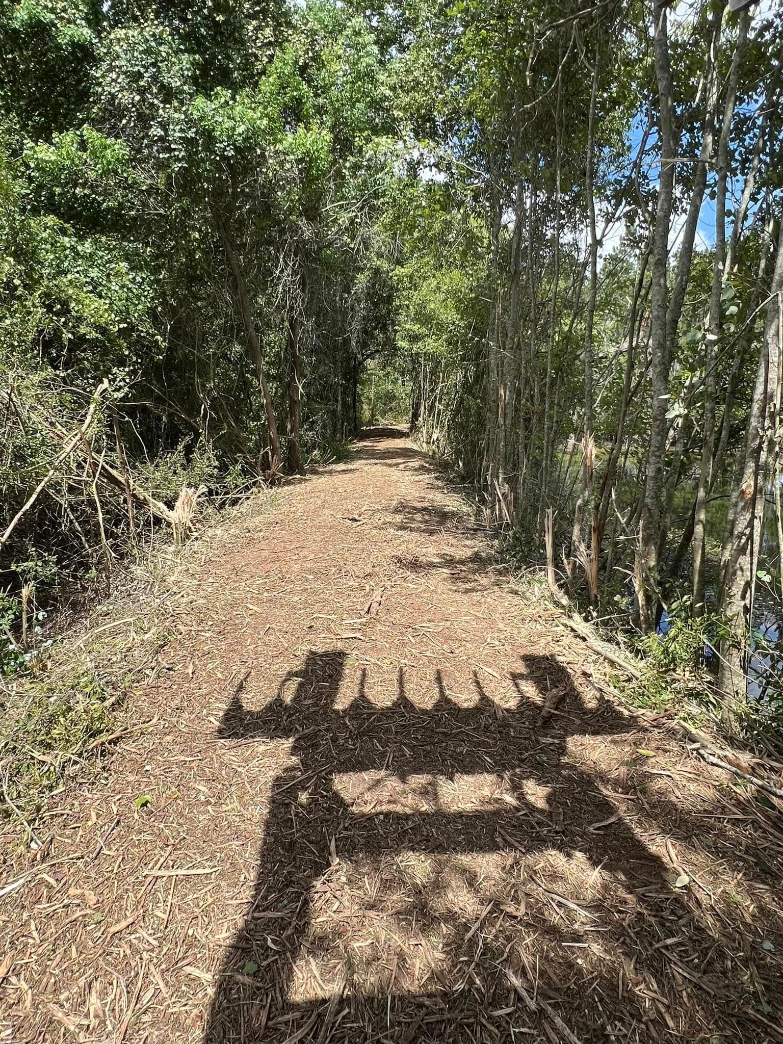 A shadow of a person is cast on a dirt path in the woods.