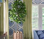 A tall potted plant in a woven basket sits in a room with blue patterned wallpaper and green curtains.