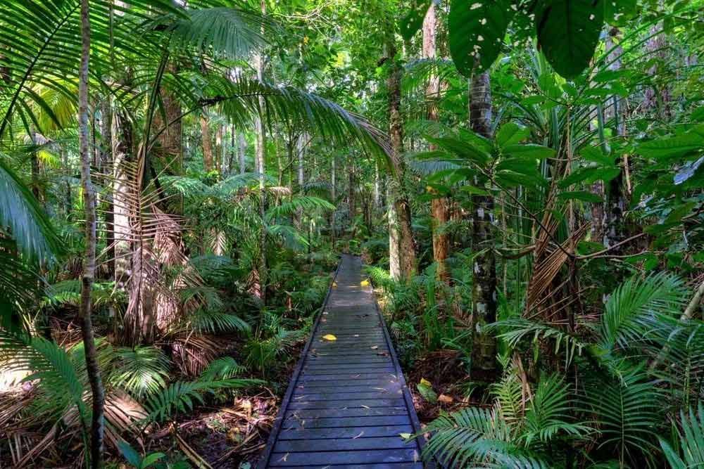 A Wooden Walkway in the Middle of a Lush Green Forest — Cairns Property Collective in Edge Hill, QLD