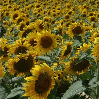 Ein leuchtend gelbes Sonnenblumenfeld im natürlichen Sonnenlicht.