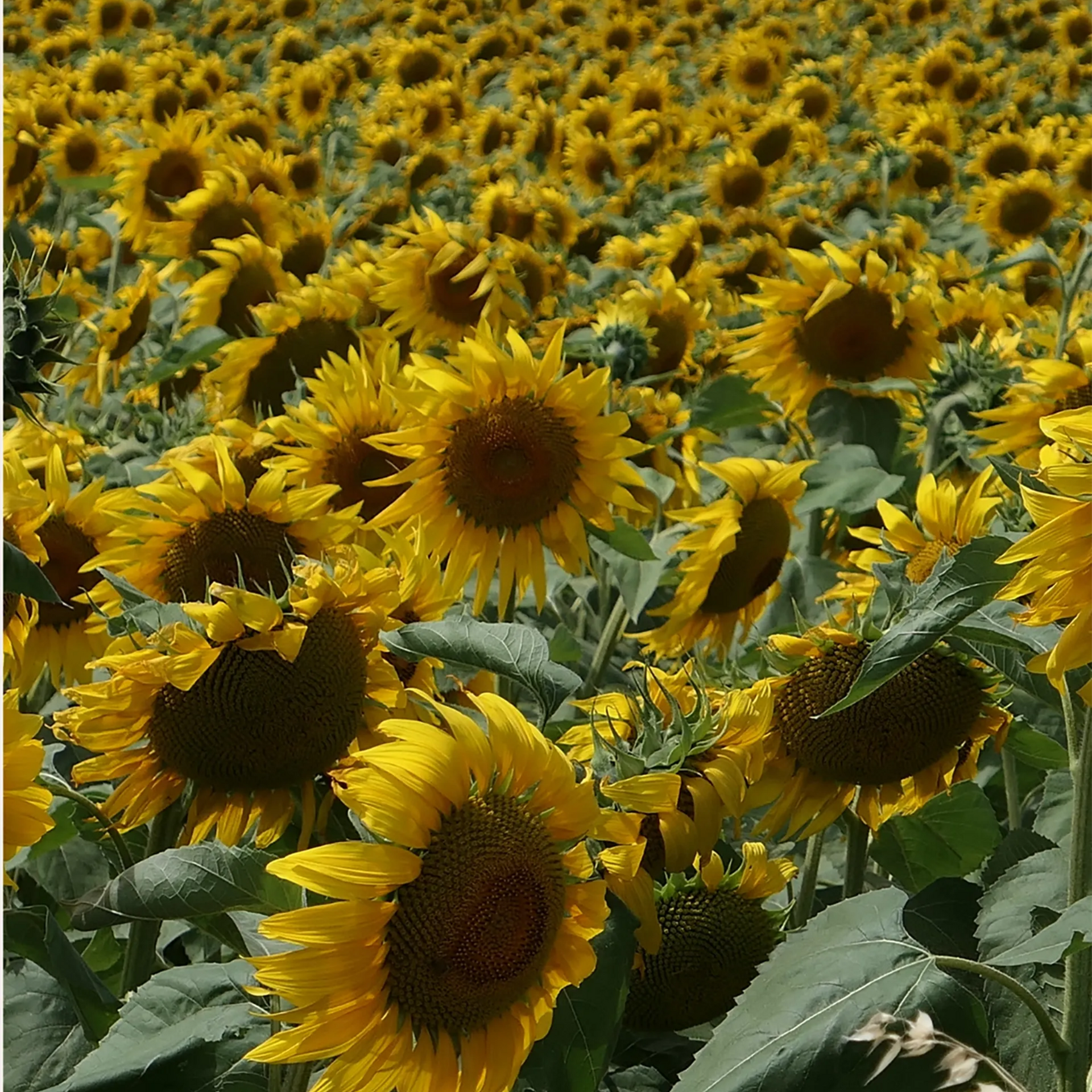 Ein weites, sonnenbeschienenes Feld, dicht bewachsen mit leuchtend gelben Sonnenblumen, die sich gen Himmel recken.