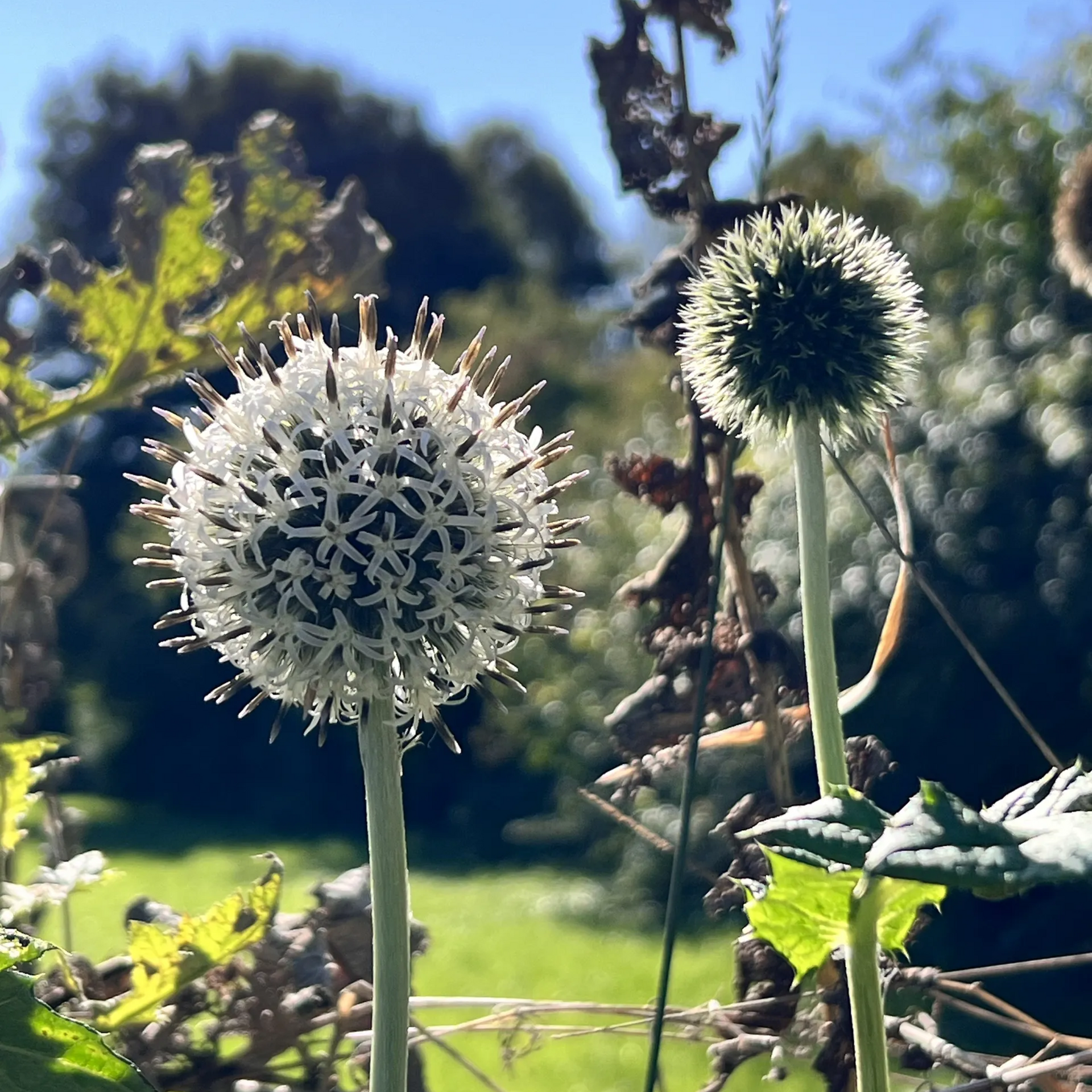 Zwei kugelförmige, weiße, sternförmige Blütenköpfe blühen an grünen Stielen in einem sonnenbeschienenen Garten mit verschwommenem Grün.
