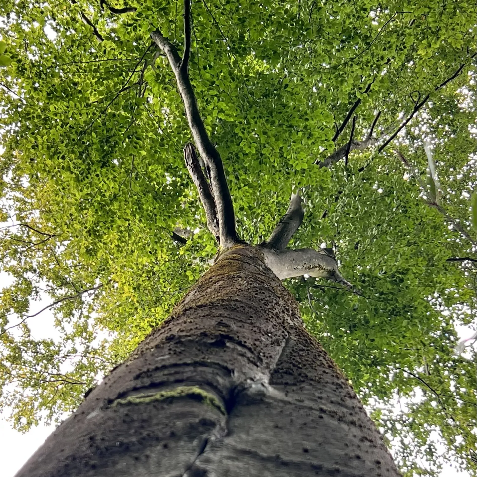 Eine Ansicht aus der Froschperspektive zeigt einen strukturierten Baumstamm, der sich in ein Blätterdach erhebt, an dessen Rinde ein Eichhörnchen hochklettert.