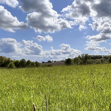 Ein weites, saftig grünes Feld unter einem strahlend blauen Himmel voller weißer, flauschiger Wolken.