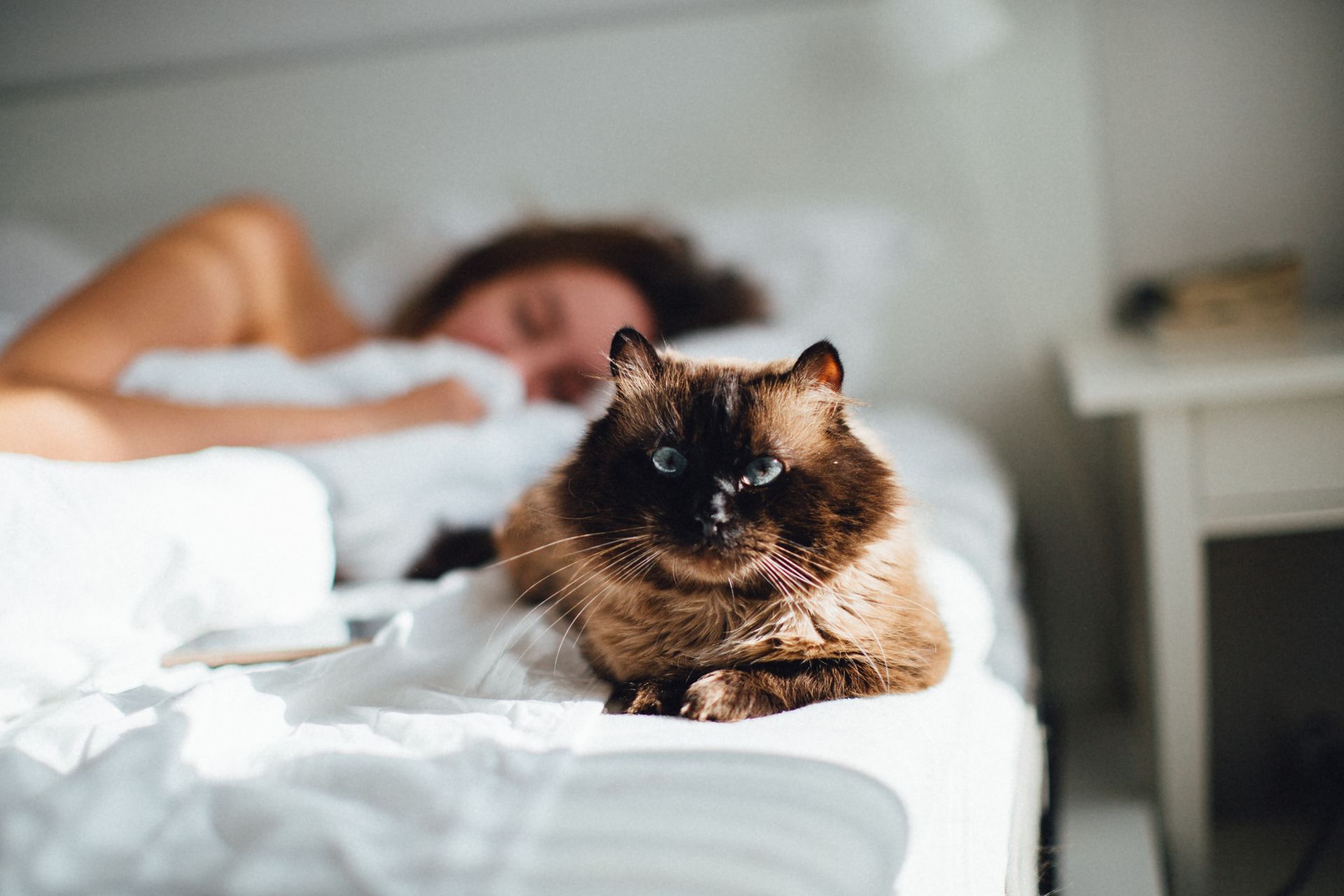 A cat is laying on a bed next to a woman sleeping.